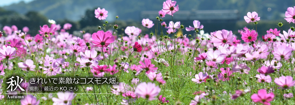 ひたひこ線・ローカル鉄道写真:今月のピックアップ04