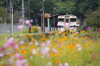 秋桜の採銅所駅