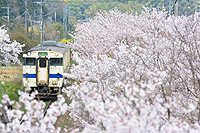 満開を走る。西添田の桜。