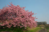 河津桜が春を告げる