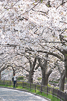 今年も綺麗。志井川の桜。
