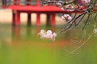 不動池の八重桜