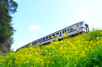 さわやかな青空と白い列車と菜の花。