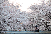 お見事満開！志井川の桜