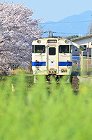 春色満開。日田彦山線。