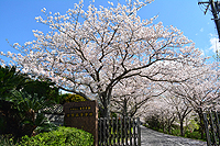 青空と学園の桜