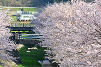 桜の時期だけ素敵な風景