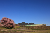 河津桜と青い空 