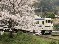 さくらを横に 