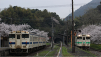 忘れられないさくらの駅ホーム
