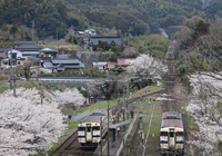 さくらの咲く駅ホーム
