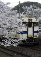 さくらがキレイ