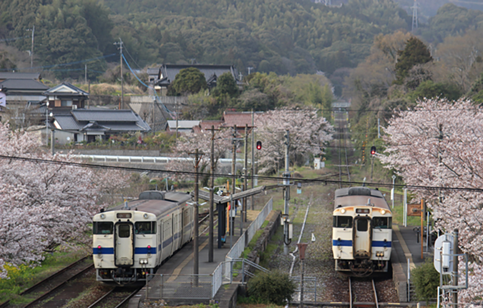 桜満開の日